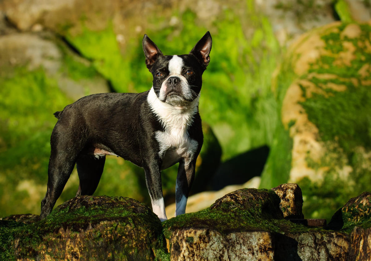 Boston Terrier