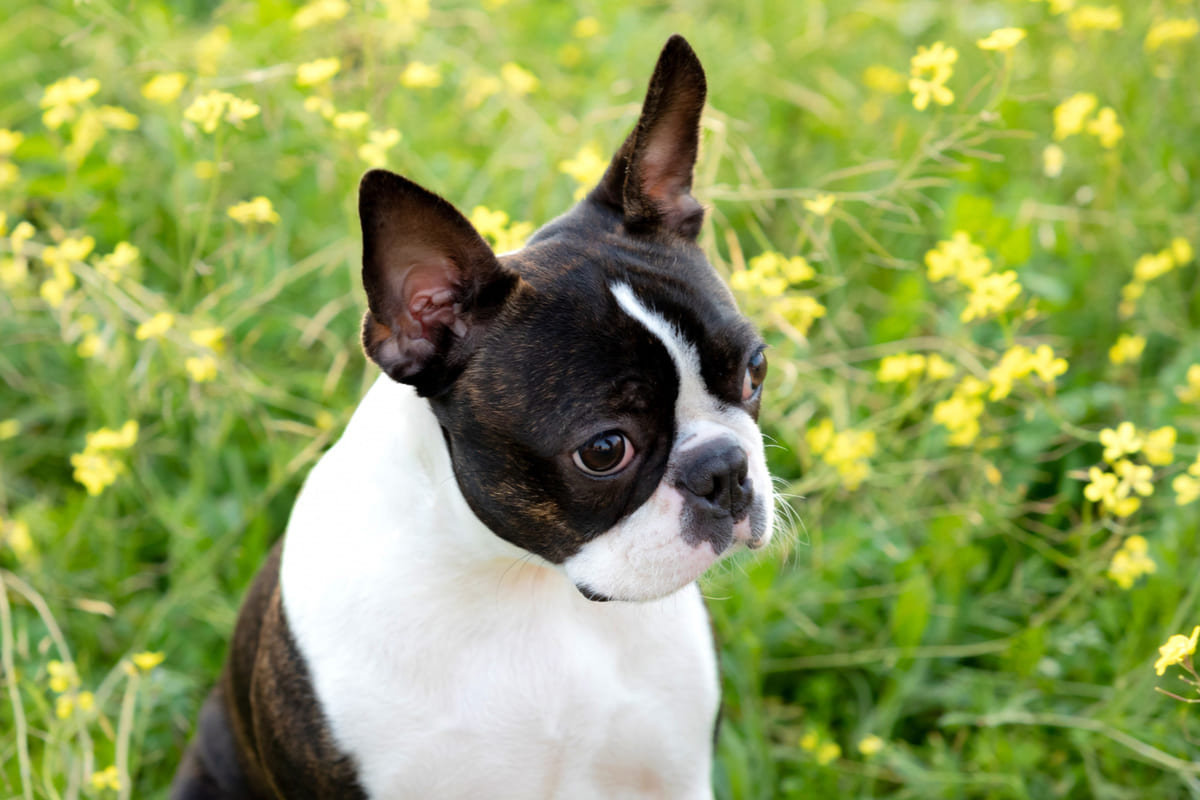 büyük kulaklı, çıkık gözlü, siyah beyaz köpek yeşiller içinde duruyor