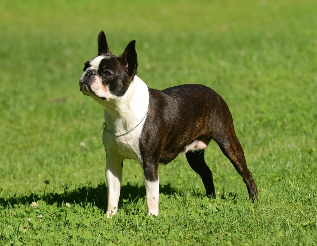 çimlerin üzerinde duran Boston terrier ırkı köpek