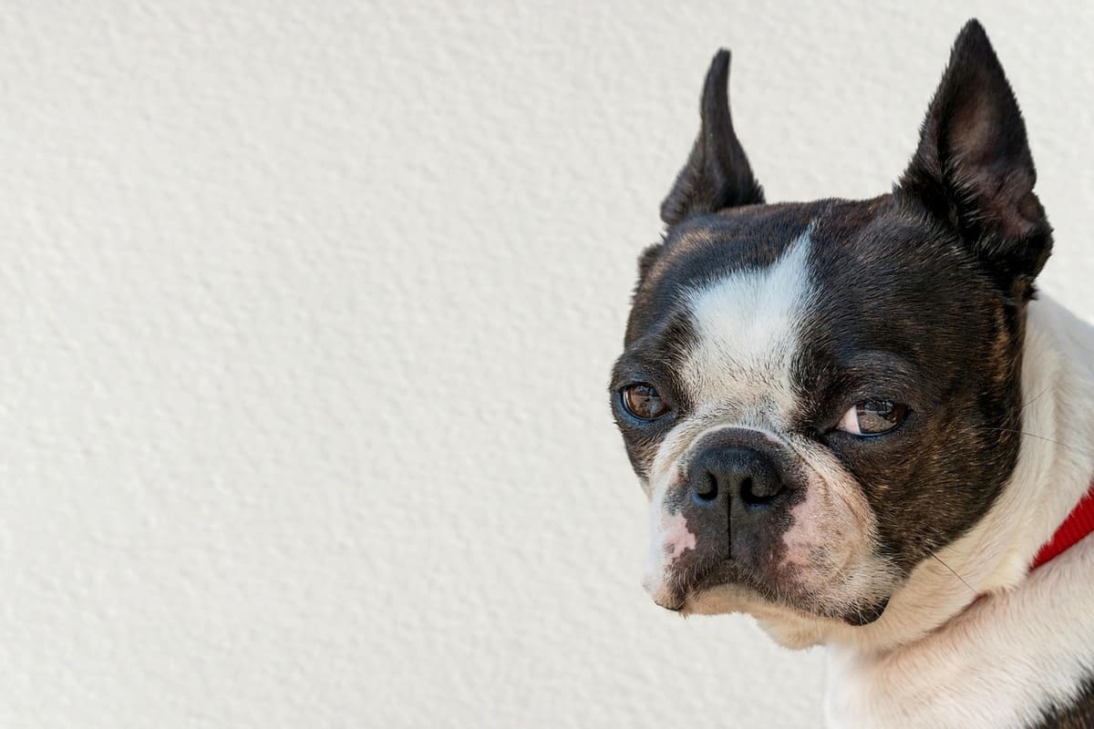 kırmızı tasmalı Boston terrier köpeğinin başı