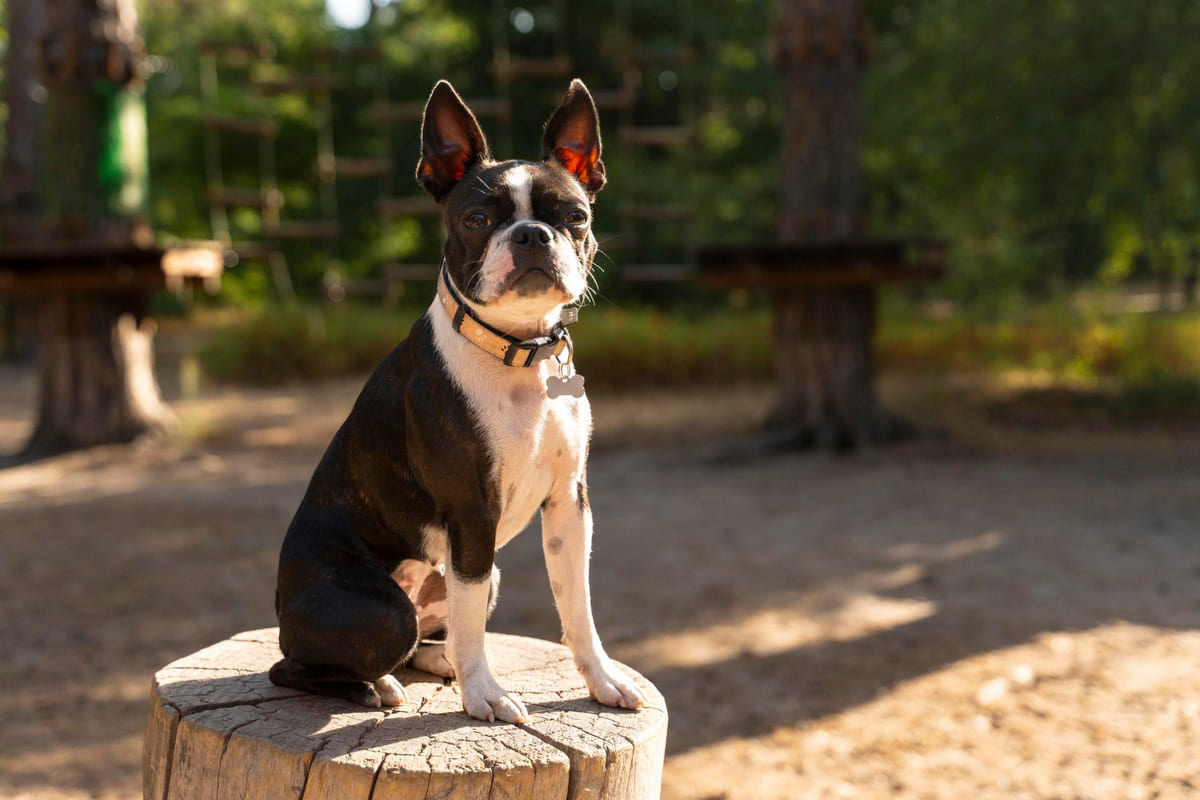 ağaç kütüğünün üzerinde oturup poz veren tasmalı Boston terrier