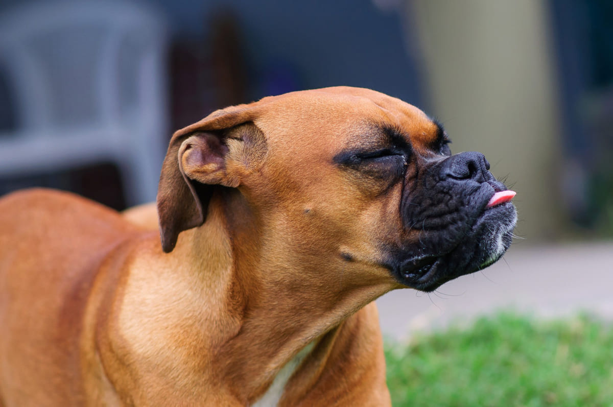boxer ırkına mensup köpek