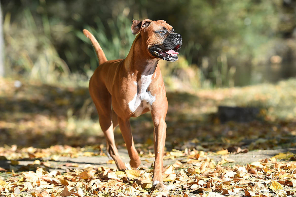 açık alanda yürüyen Boxer cinsi köpek