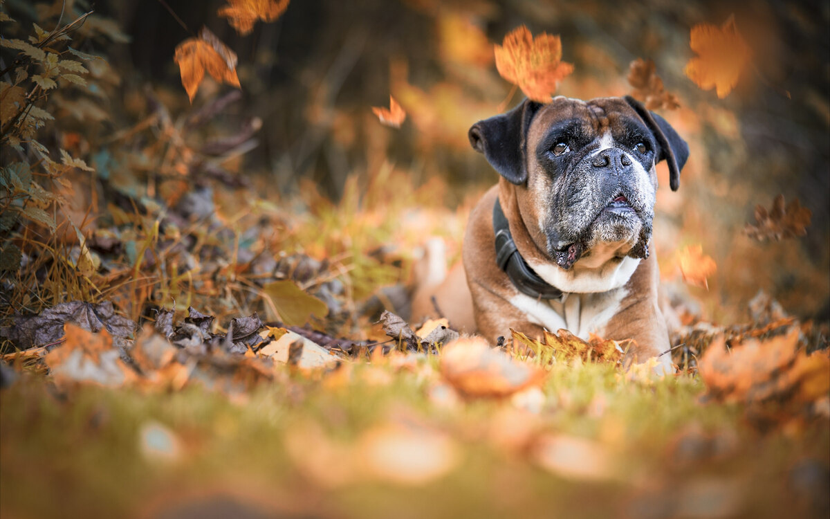 sonbahar mevsiminde düşen yaprakların arasında yatan Boxer ırkı köpek