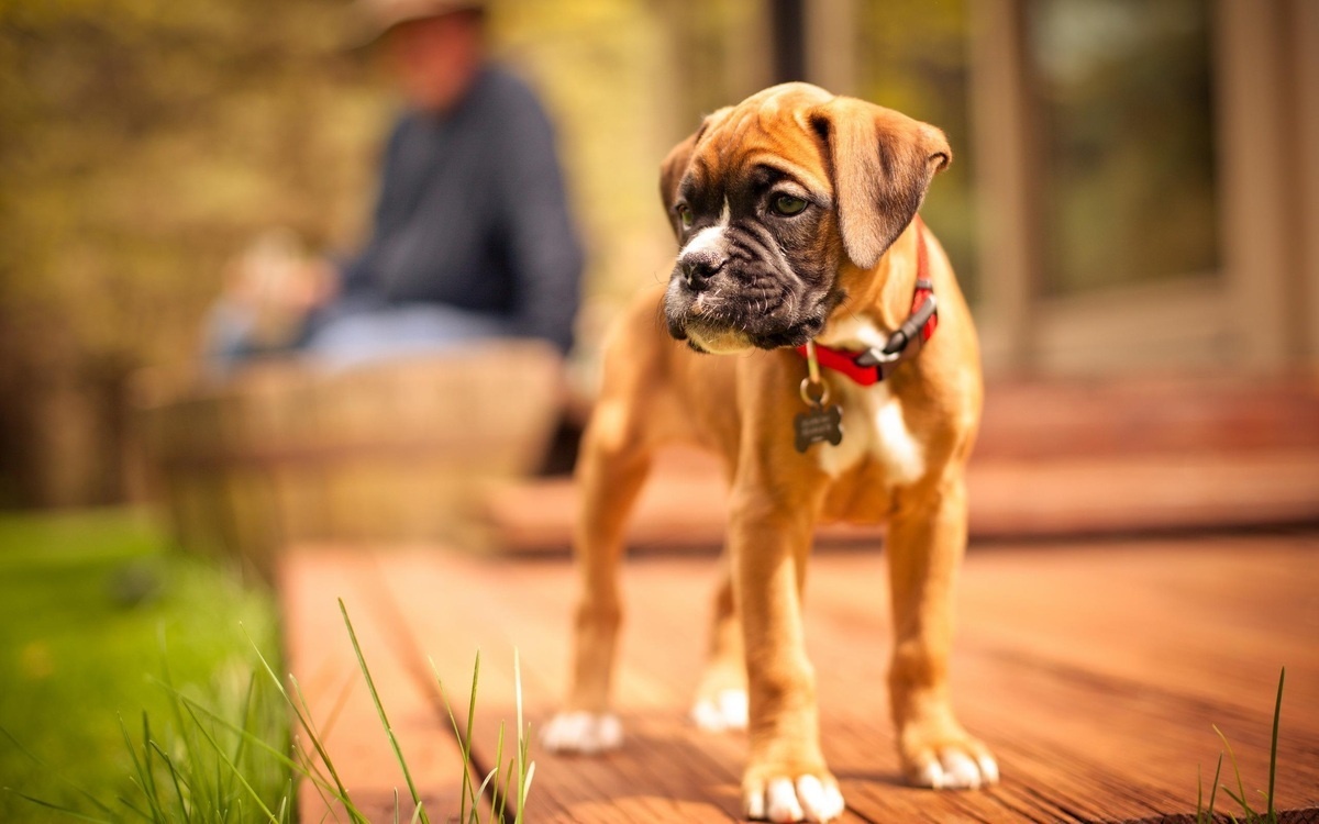 verandada duran yavru bóxer köpek