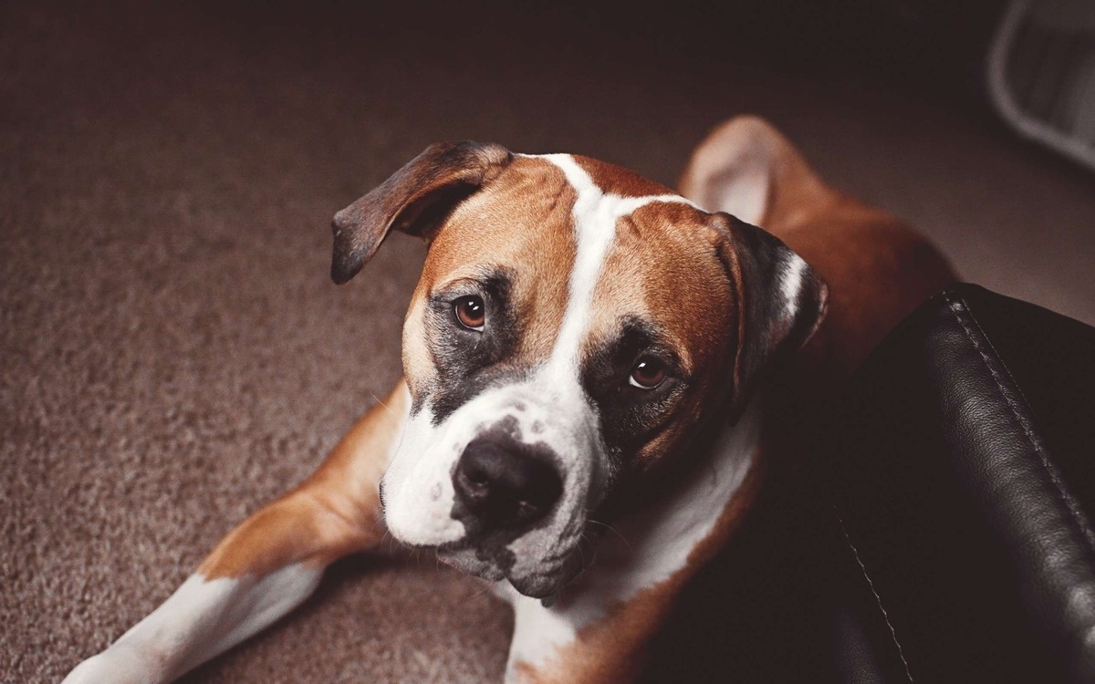 yukarı doğru bakan boxer köpek