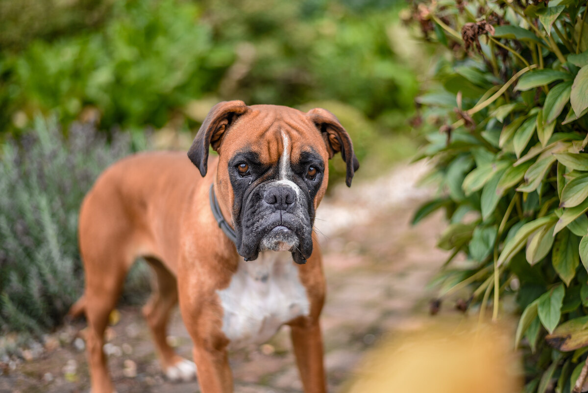 ayakta duran kaslı boxer köpek