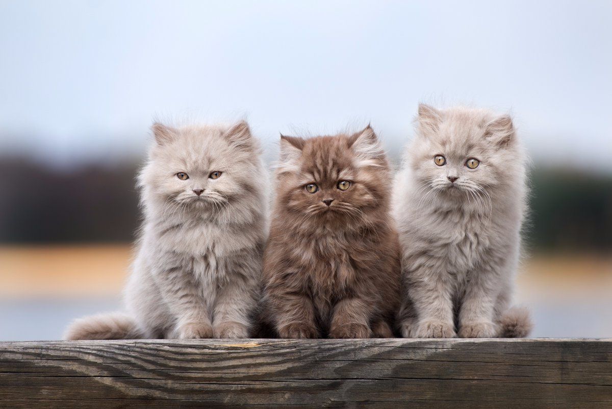 farklı tüy renklerine sahip 3 adet yavru British Longhair kedi