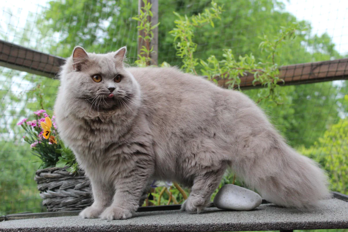 güvenli bir balkonda vakit geçiren British Longhair kedi