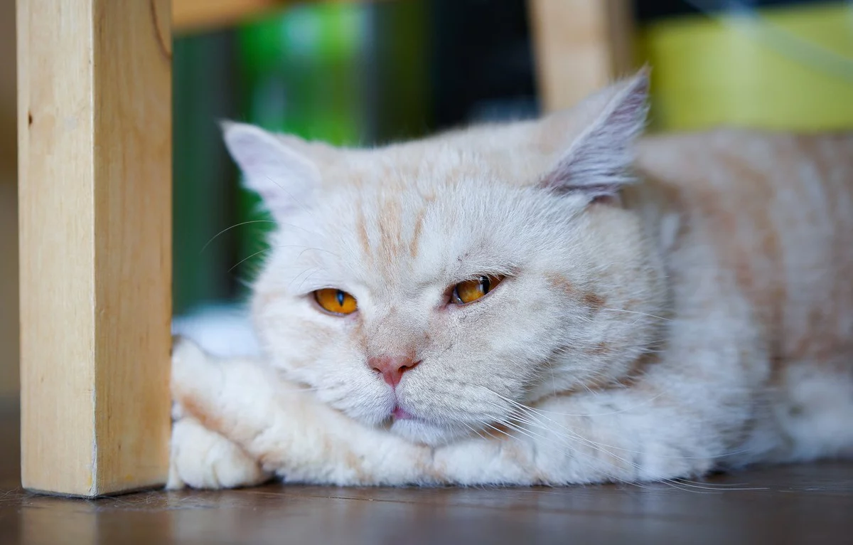 beyaz tüylü yerde yapan British Longhair ırkına mensup kedi