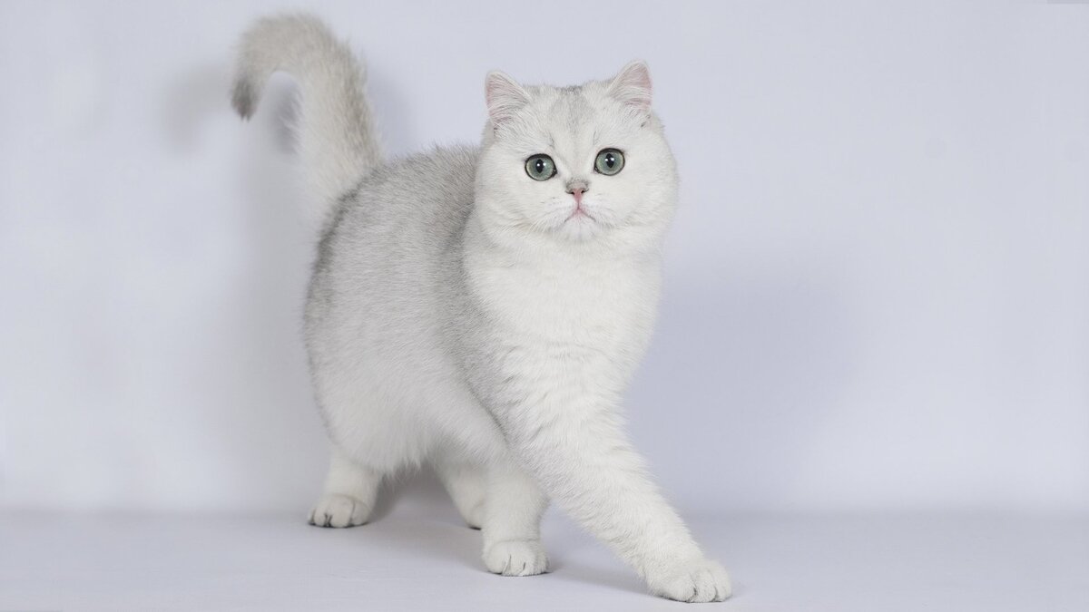 tüyleri beyaz renkli olan british shorthair