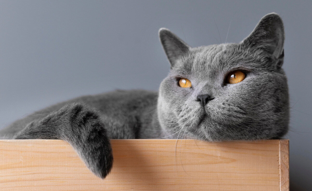 kutu içinde yatan British Shorthair cinsi kedi