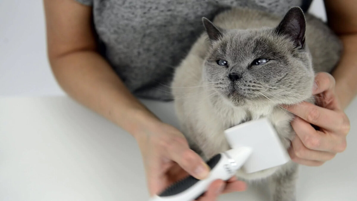 tüyleri taranan British shorthair