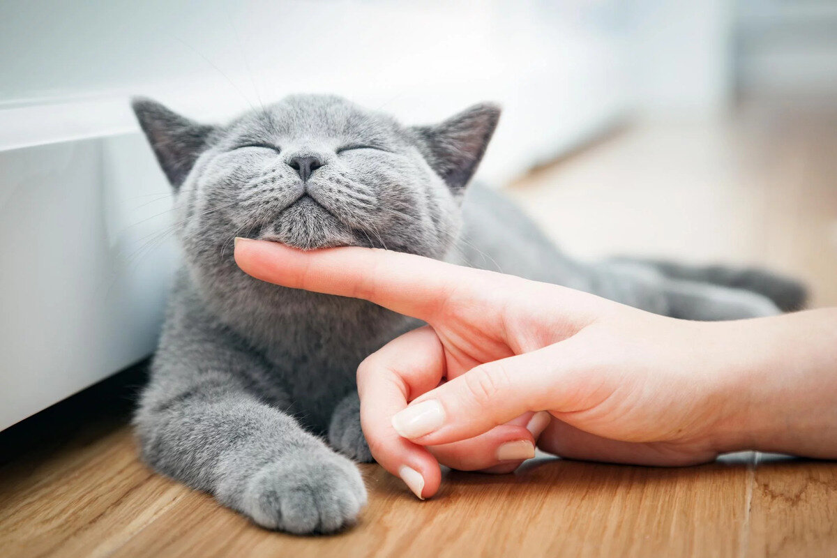 çenesi okşanan British Shorthair