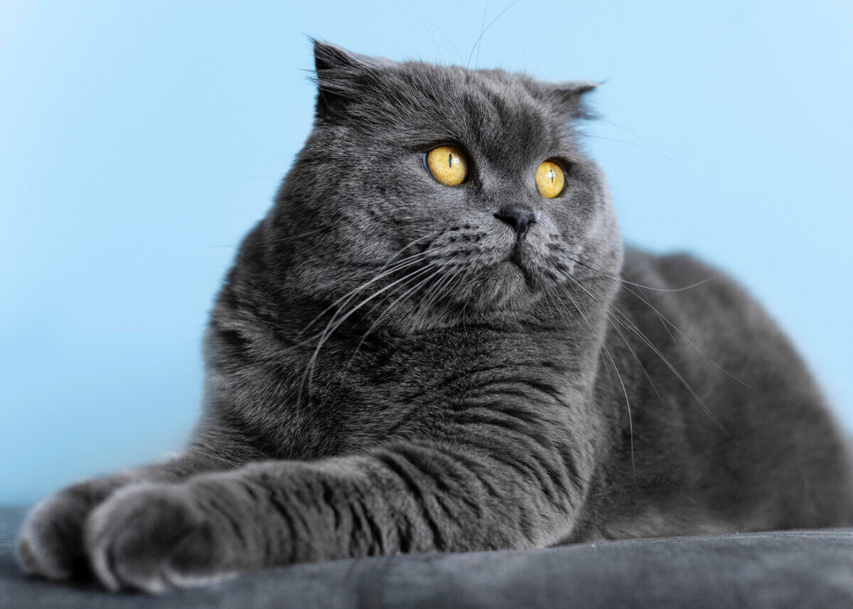 güzel tüylü british shorthair kedisi 