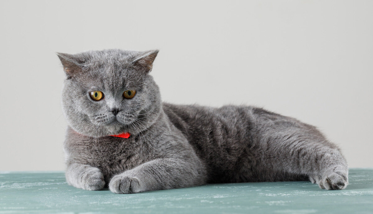 yerde yatan gri tüylü, bal rengi gözlü British Shorthair kedi