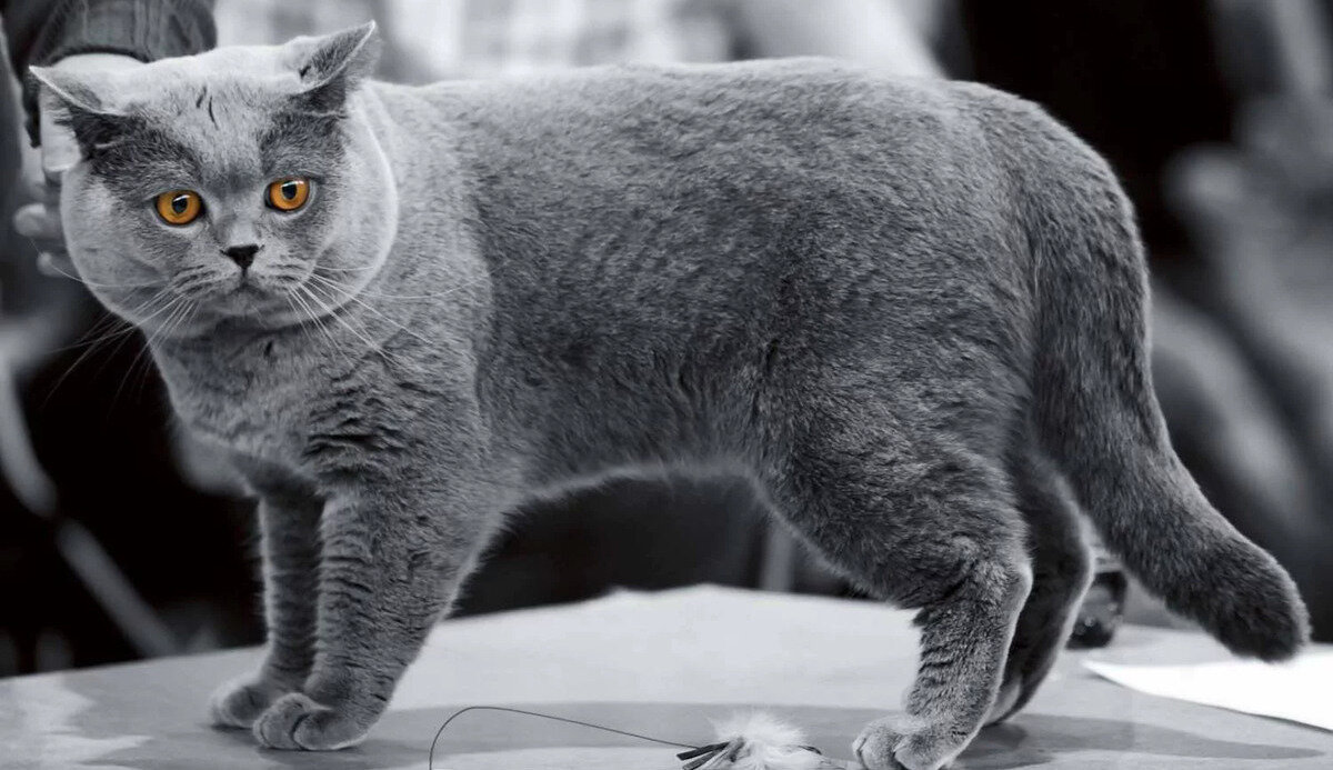 ayakta duran British Shorthair