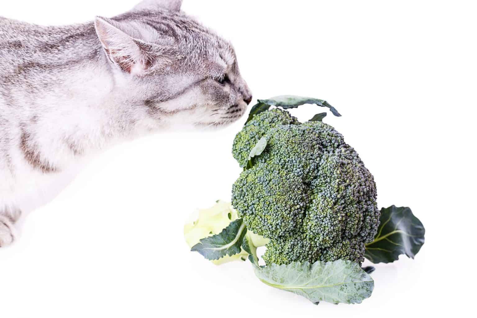 brokoli koklayan kedi