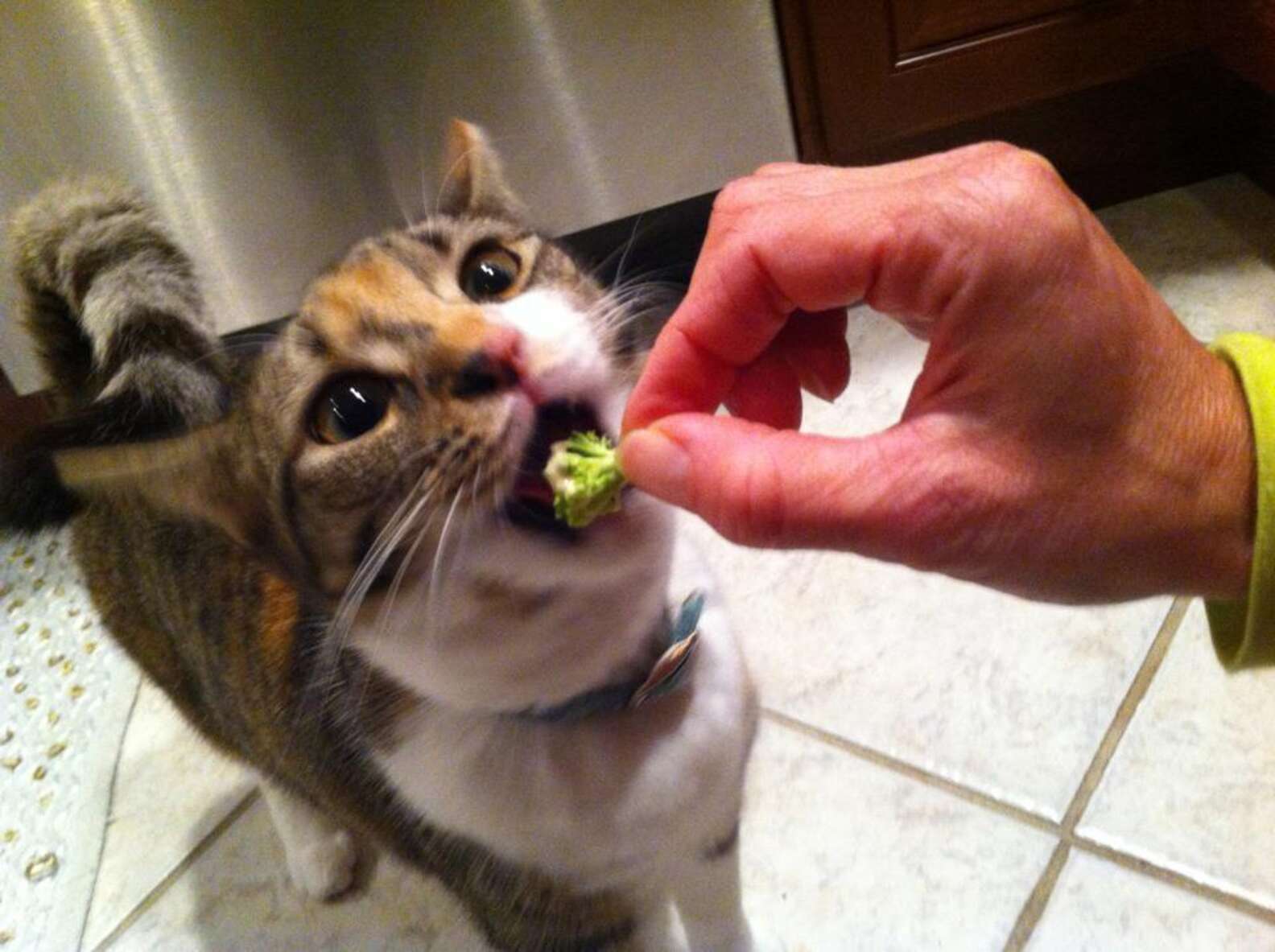 brokoli yiyen kedi
