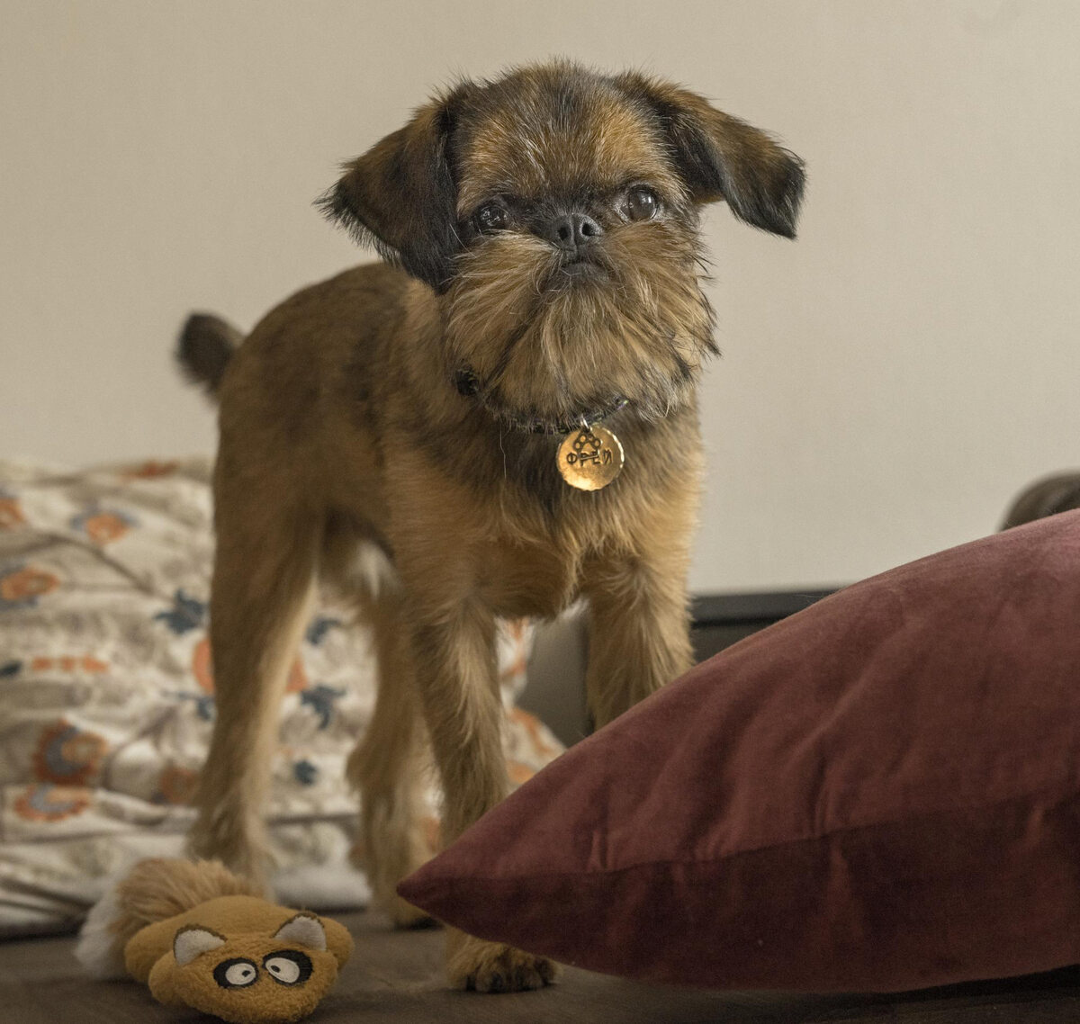 ayakta duran Griffon köpek