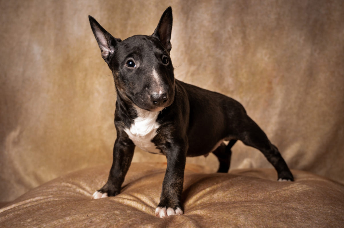Bull Terrier