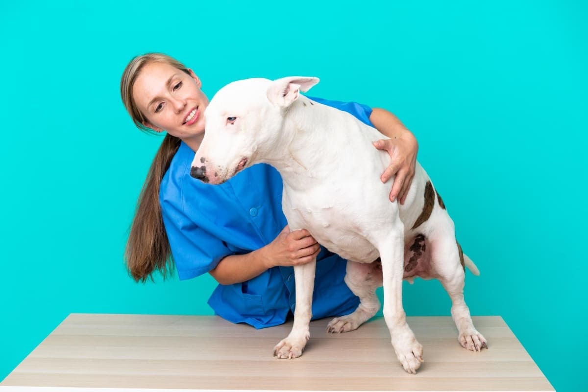 veteriner hekim tarafından kontrol edilen Bull terrier