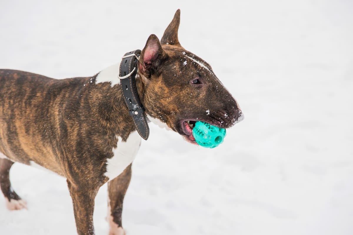 karlı havada ağzında top tutan enerjik Bull Terrier