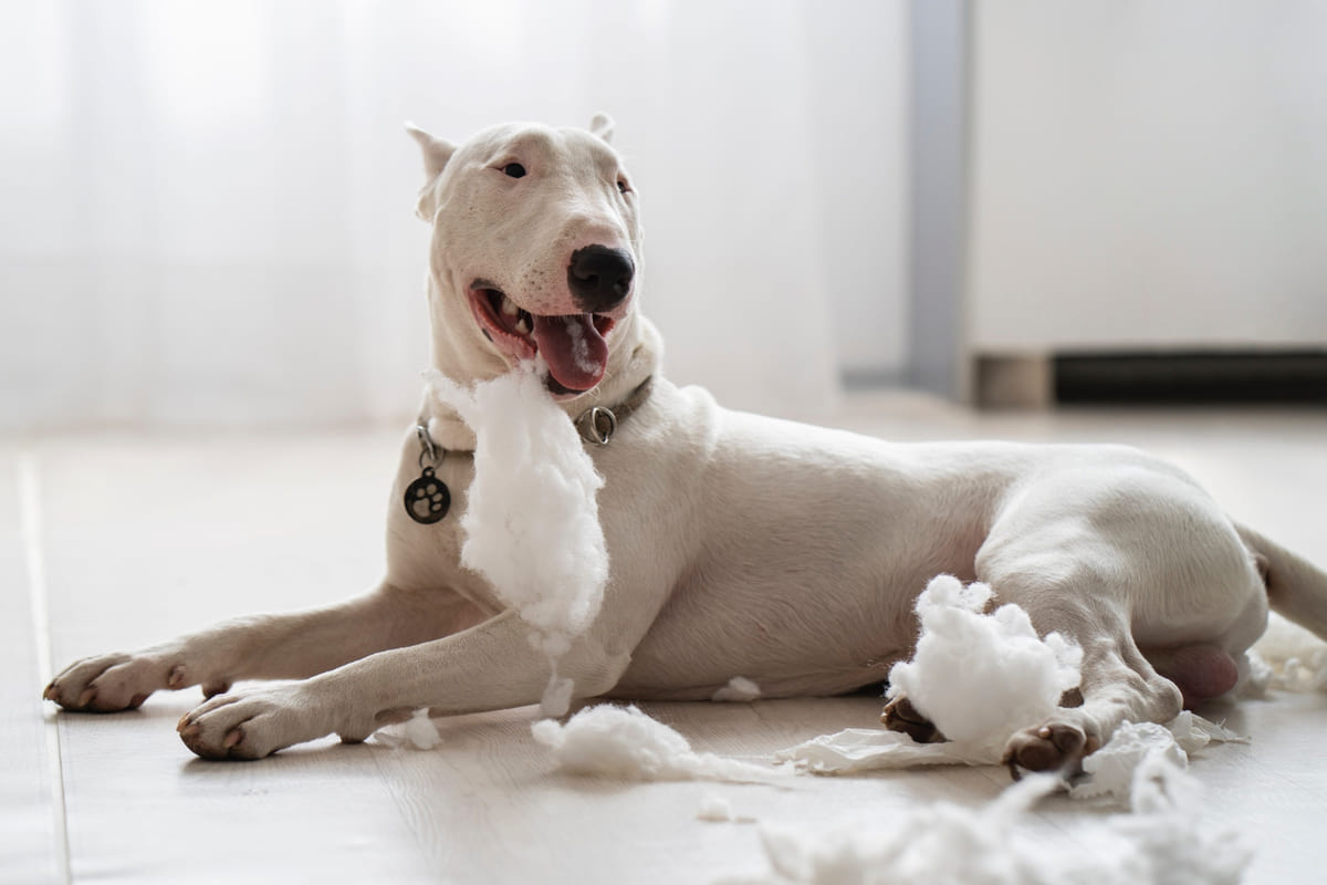 parçaladığı eşyanın içerisinden çıkan elyafları dağıtmış keyifle oturan bir Bull Terrier