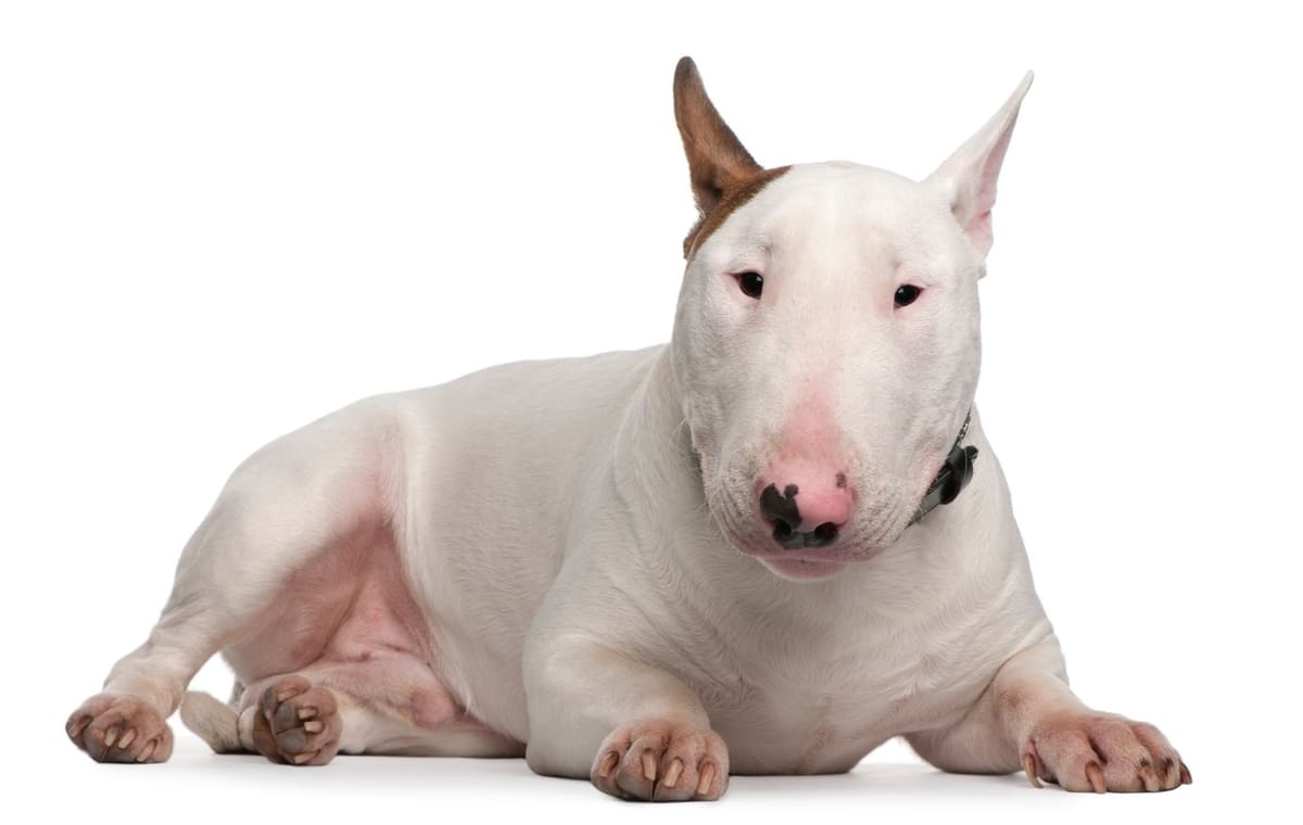 beyaz tüylü, dik kulaklı Bull Terrier