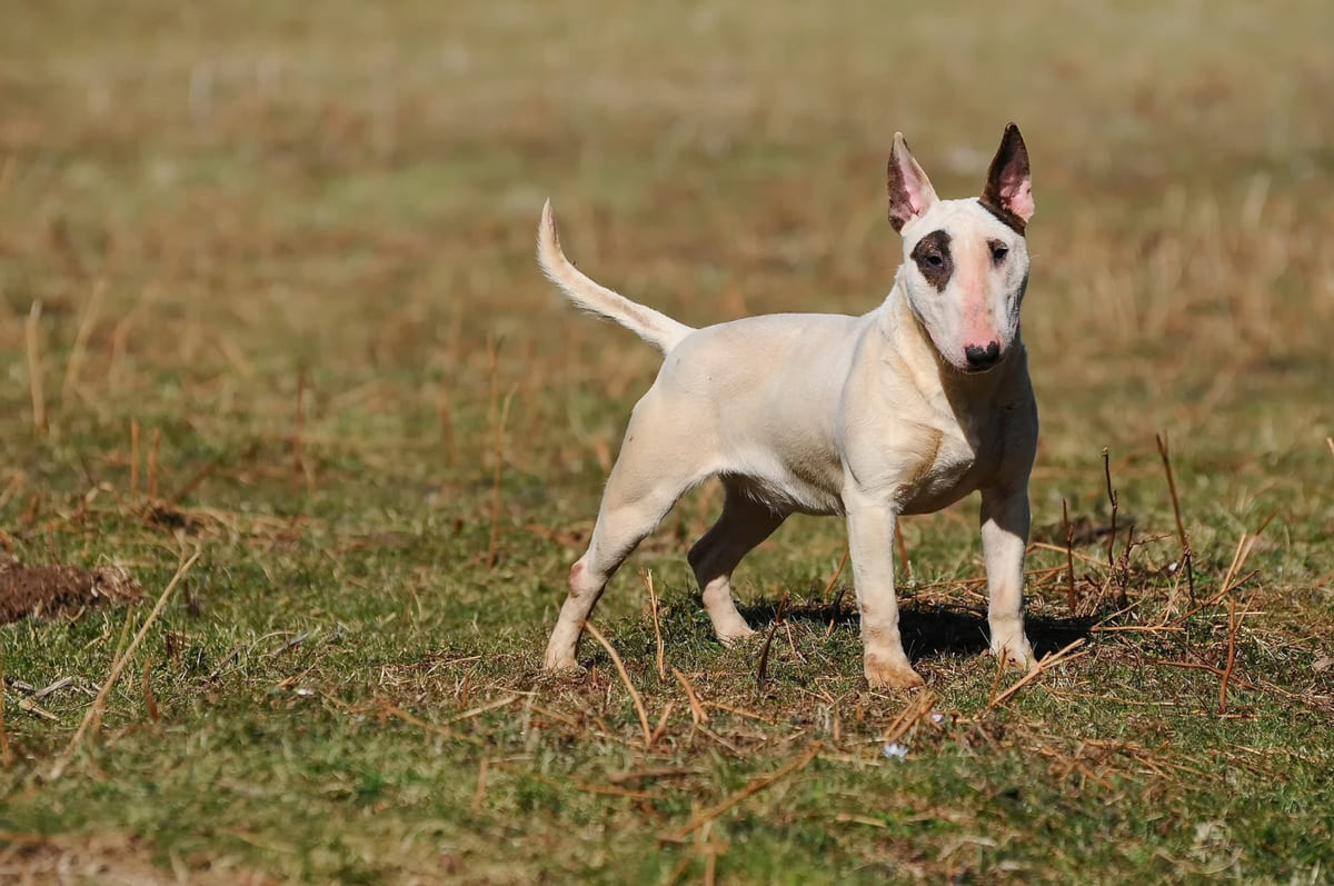 dikkat kesilmiş bir Bull terrier