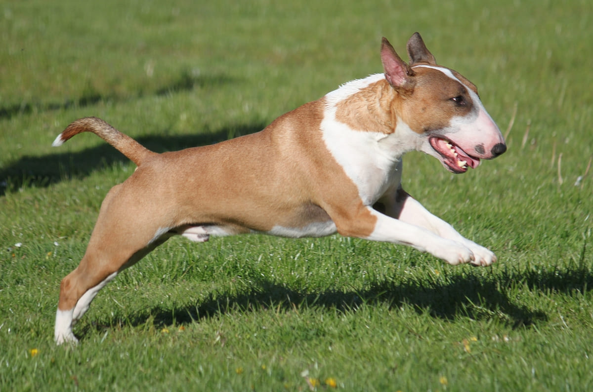 ileriye doğru atlayan Bull Terrier