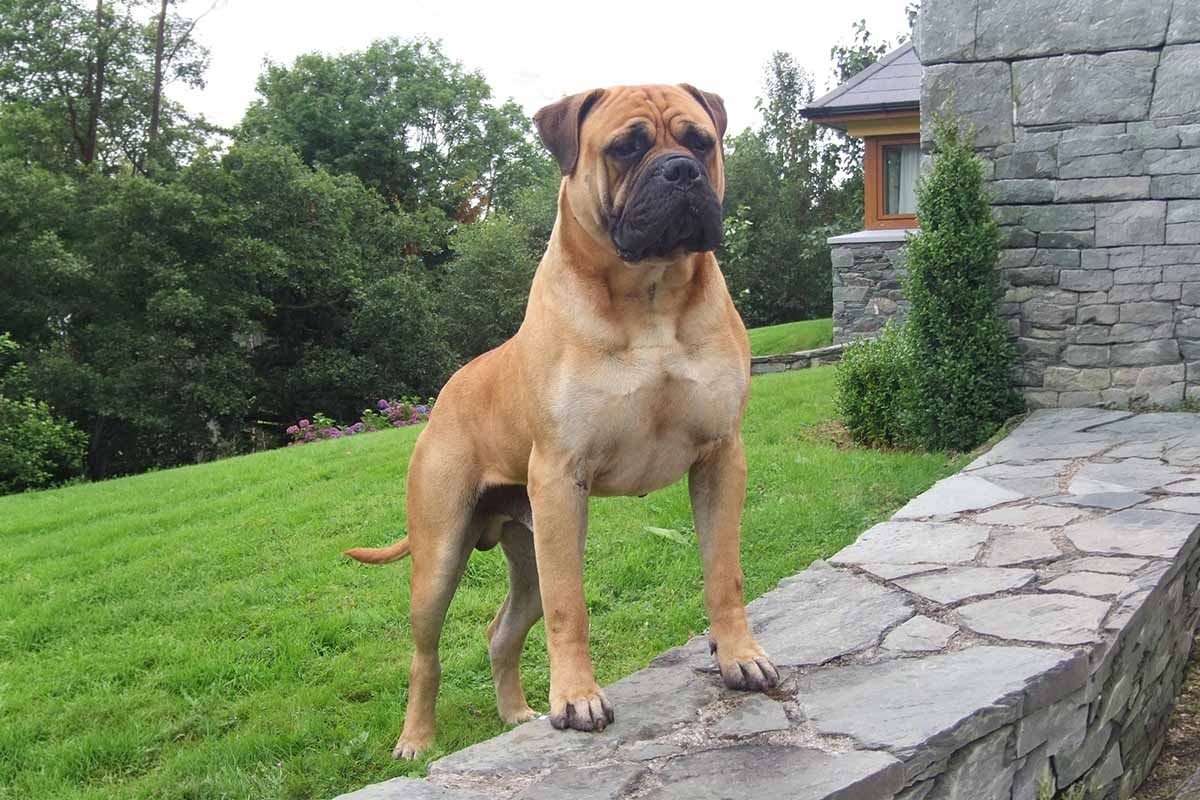 bahçe duvarına ön patilerini dayamış bullmastiff köpeği