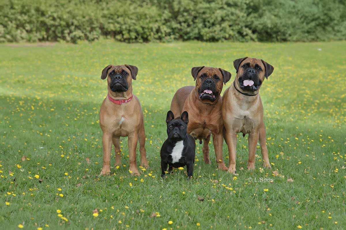 arkada üç bullmastif köpeği, önde siyah French buldog açık alanda