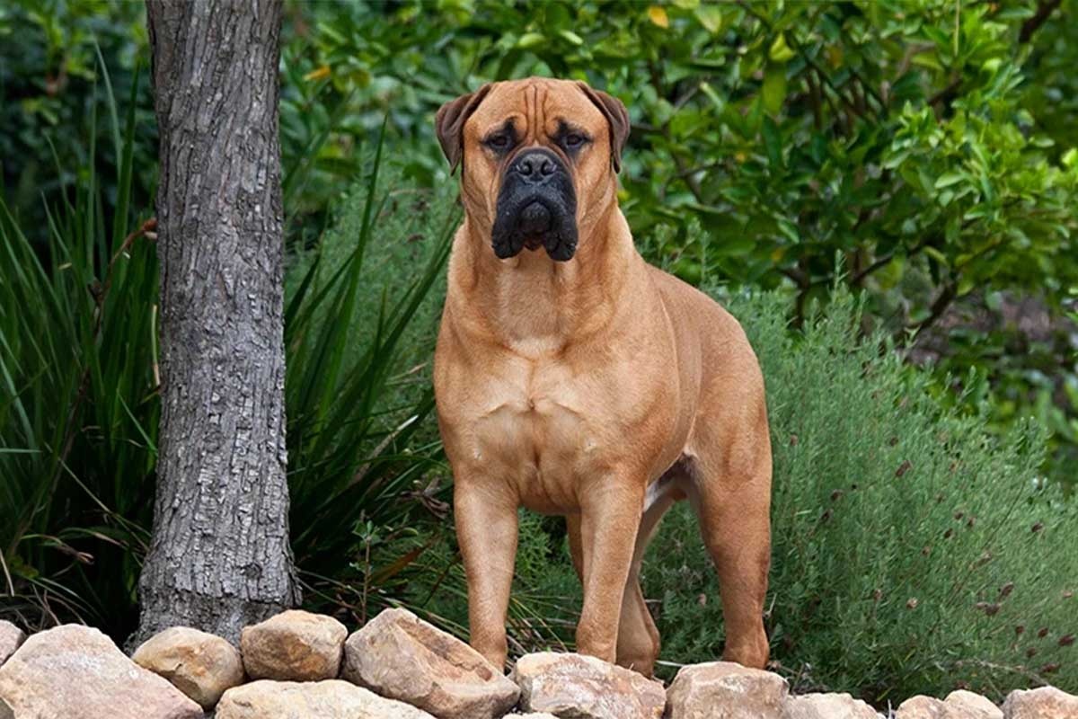açık alanda ağacın yanında duran kahverengi büyük ırk köpek