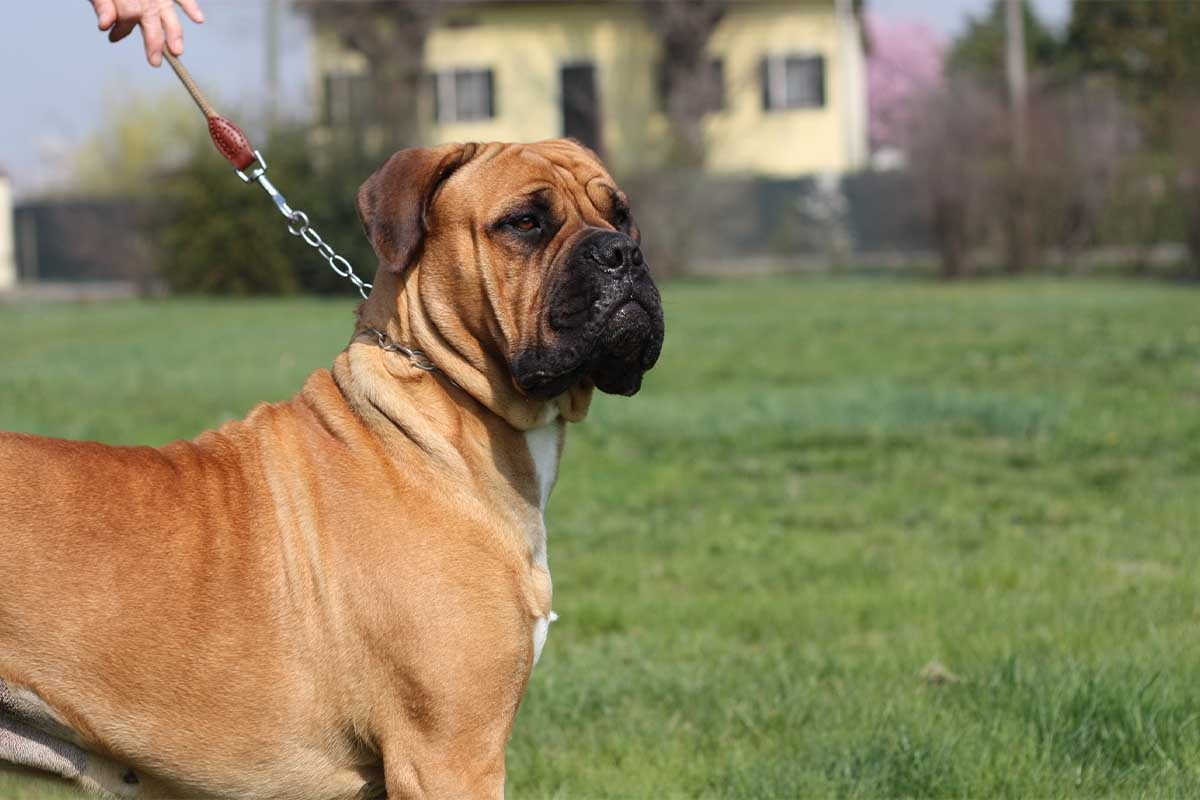 kısa tasmayla gezdirilen Bull mastiff köpeği