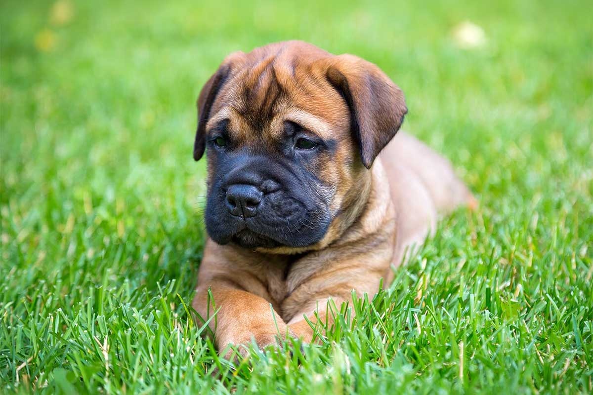 çimlerde oturan yavru bullmastiff köpeği