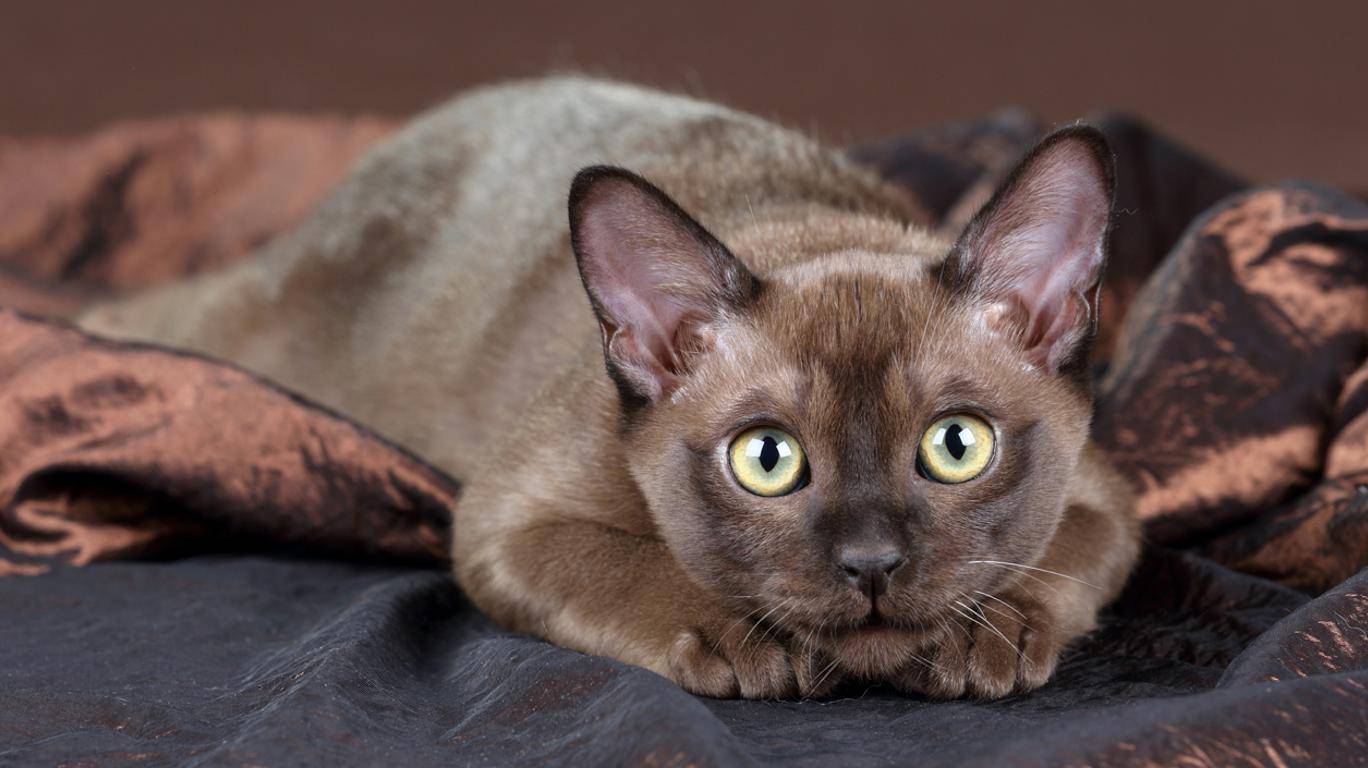 Burmese ırkı kedi