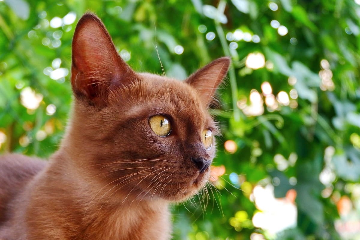 Bir ağacın gölgesinde aman geçiren Burmese kedi