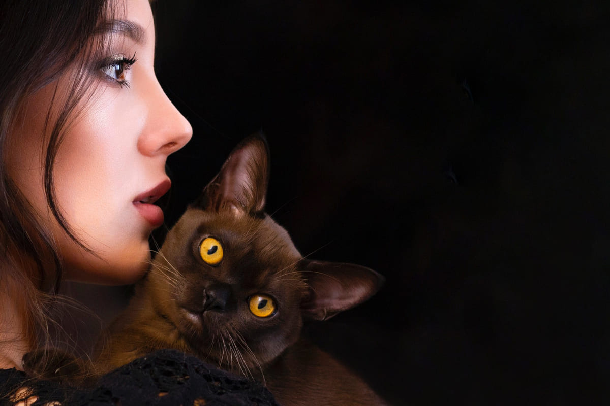 sahibinin kucağında poz veren Burmese kedisi