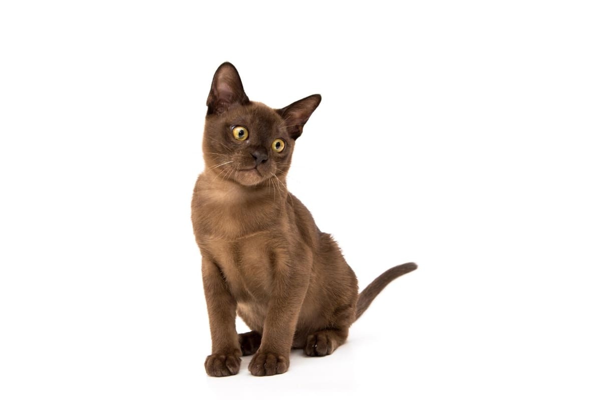 yavru Burmese kedisi