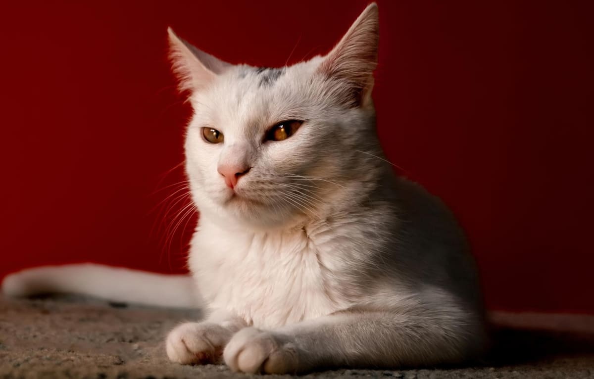 burmilla
