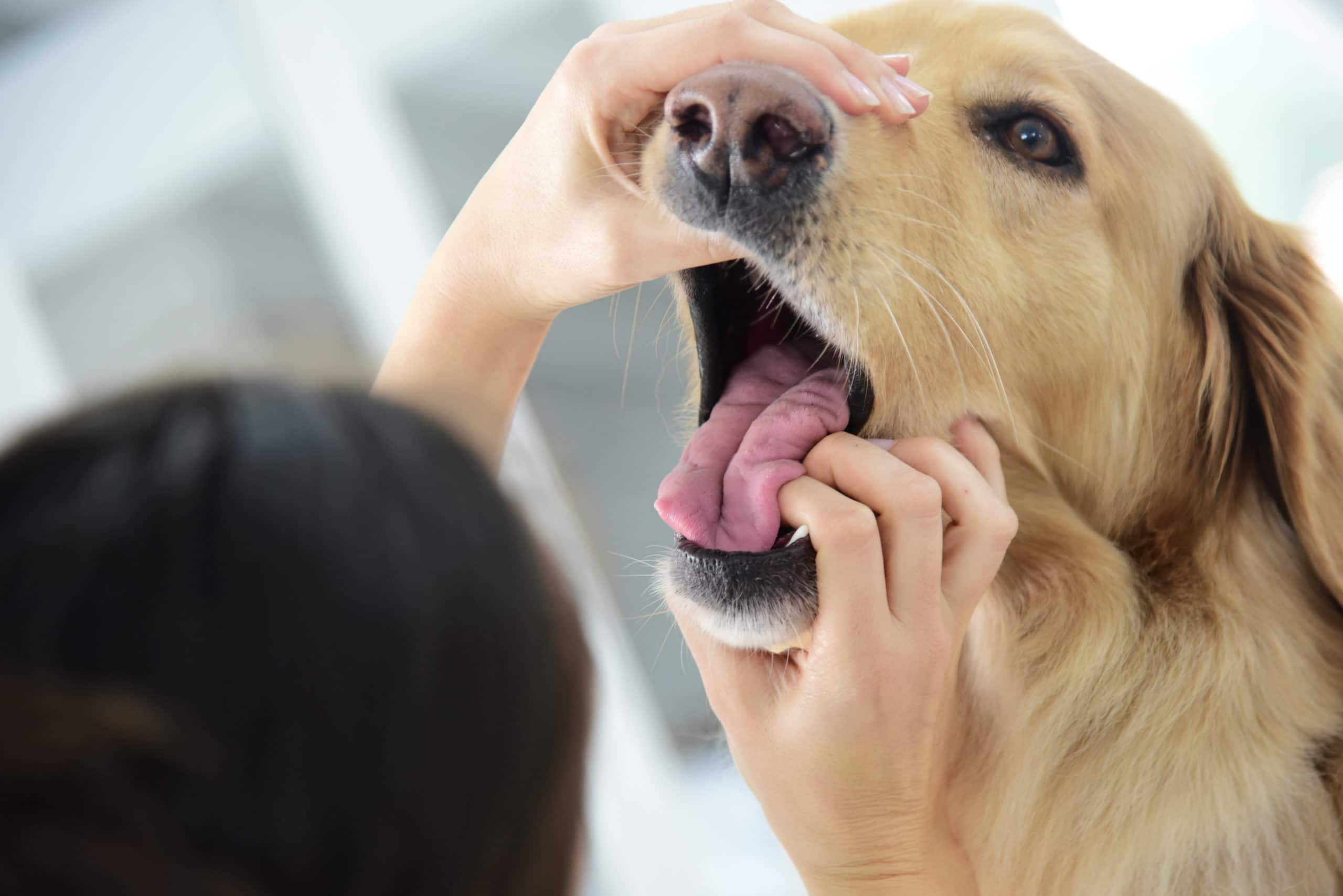 ağız içi kontrolü yapılan köpek 