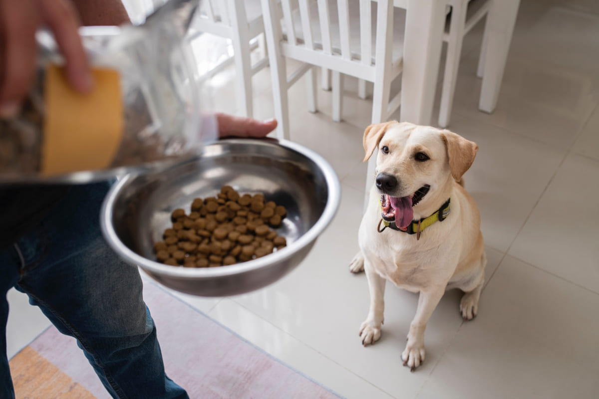 mama uzatılan mutlu ifadeli köpek