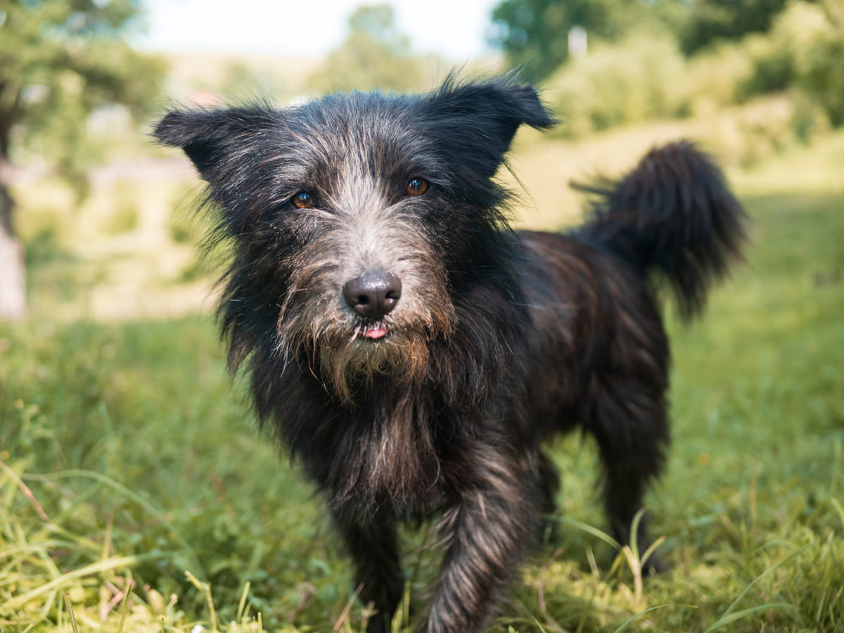 doğada siyah tüylü köpek