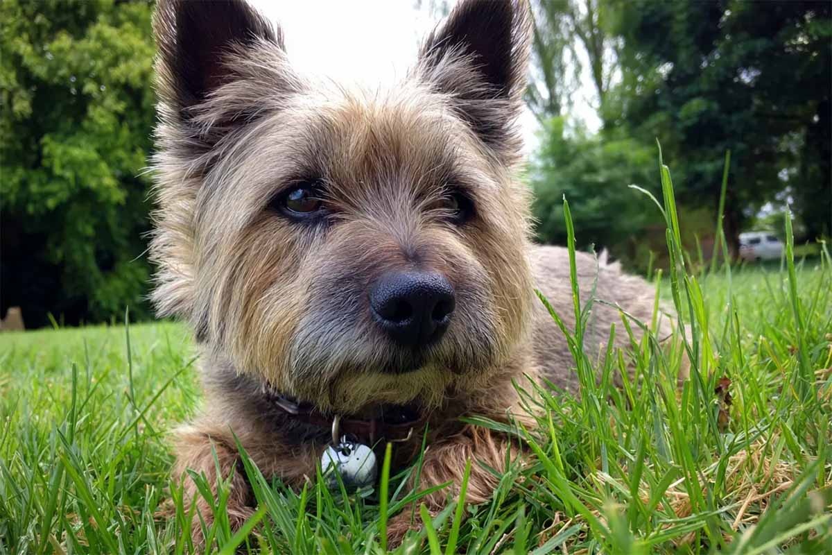 çimlerin üzerinde yatan cairn terrier dog