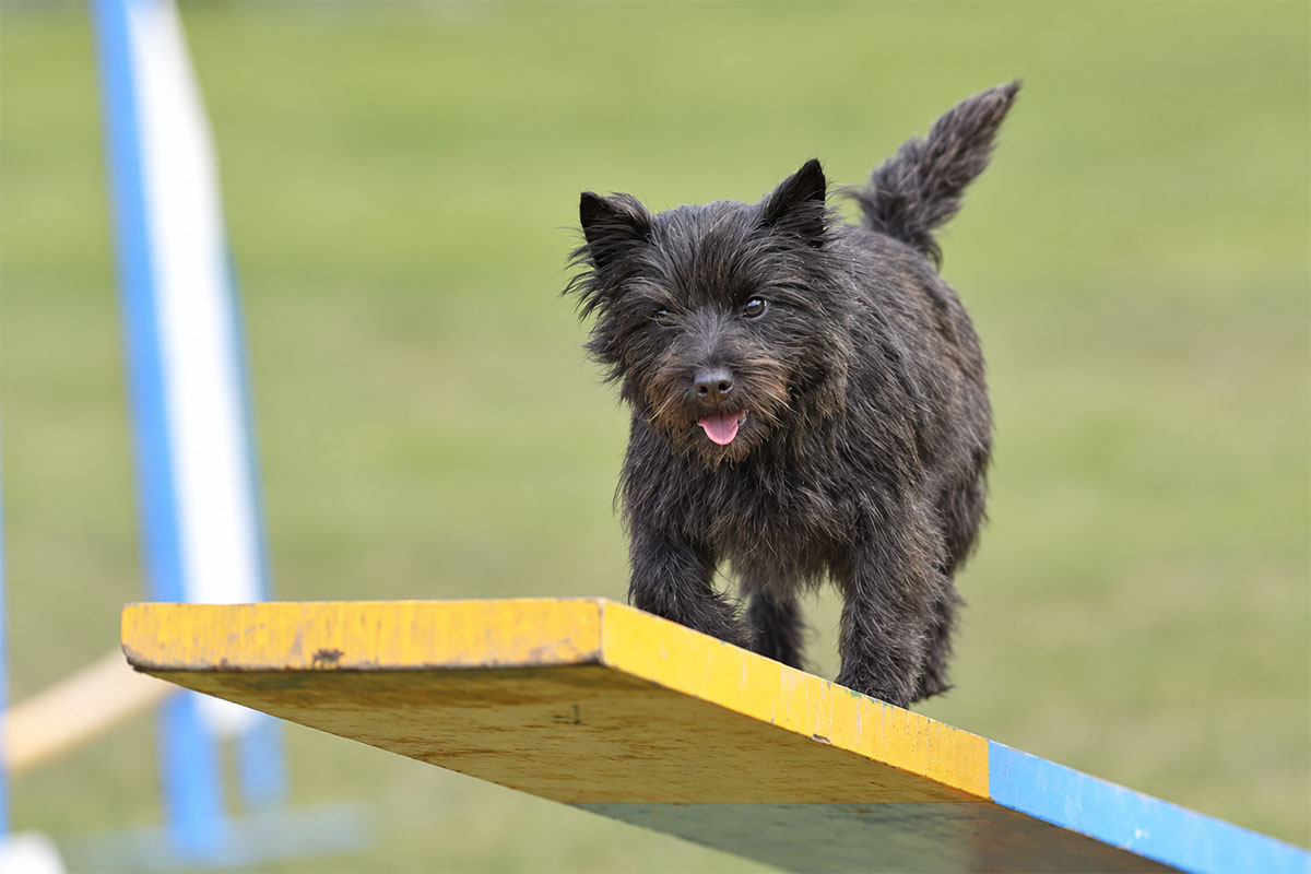 parkurda duran siyah cairn terrier köpeği