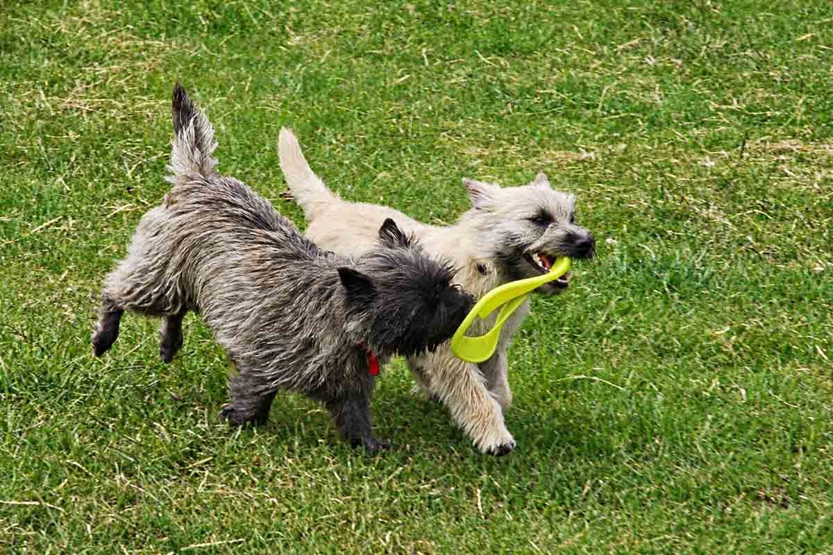 birlikte oynayan iki terrier köpek