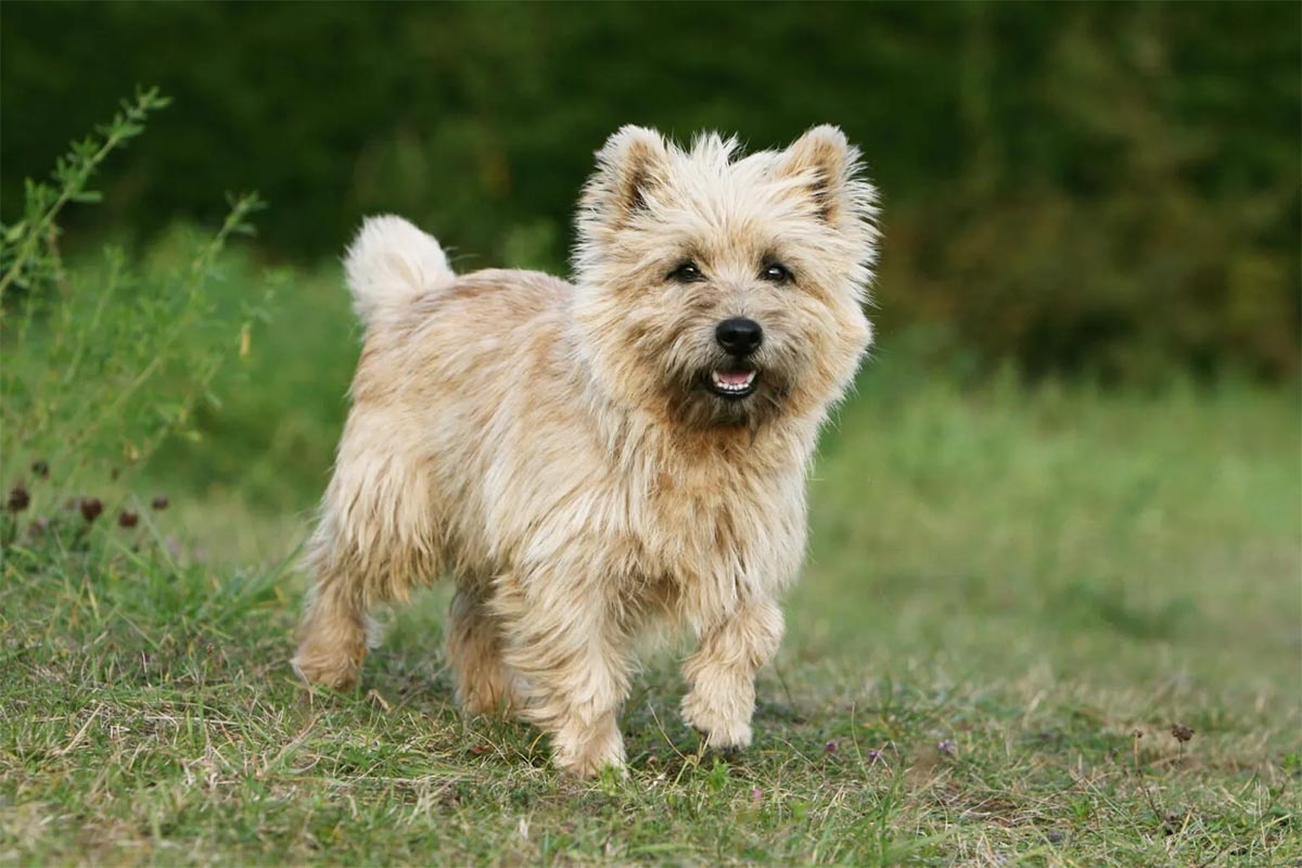 açık alanda duran tek patisi havada terrier köpek
