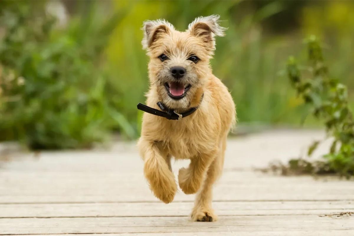 bahçede koşan terrier köpeği