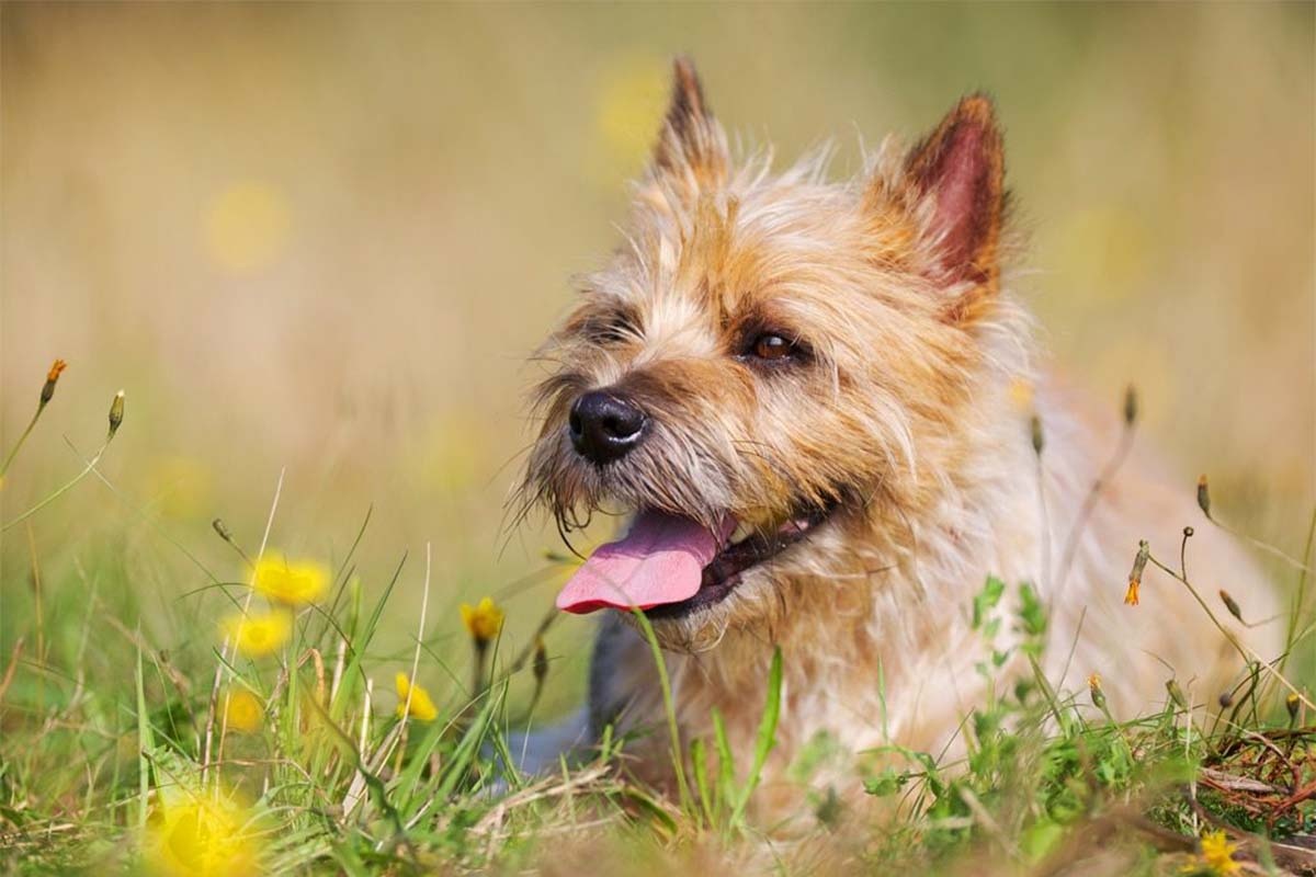 sarı çiçeklerin ortasında oturan ağzı açık terrier
